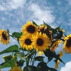 Meet your Posher, Kenan